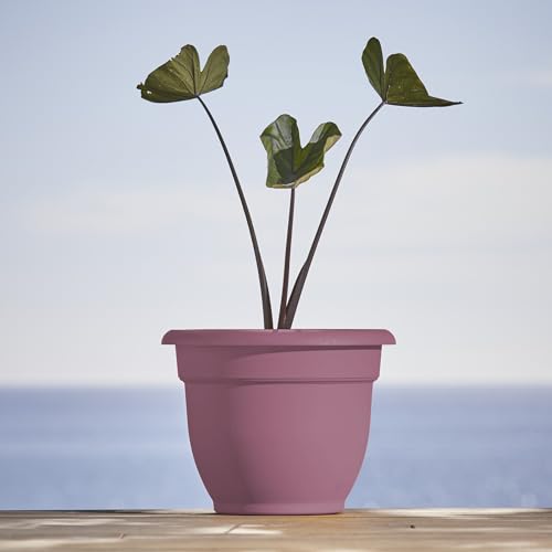 Bloem Ariana 10" Plastic Self-Watering Planter, Dusty Rose, 4-Pack - color: Dusty Rose, size: 10" (Pack of 4)
