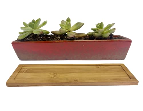 Ceramic Succulent Planter Pot, 9.8inch Long red Rectangle with Bamboo Saucer,for Indoor,Outdoor,Home Garden Decor. (Red) - color: Red