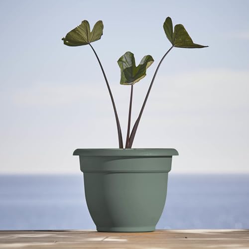 Bloem Ariana 10" Plastic Self-Watering Planter, Basil, 4-Pack - color: Basil, size: 10" (Pack of 4)