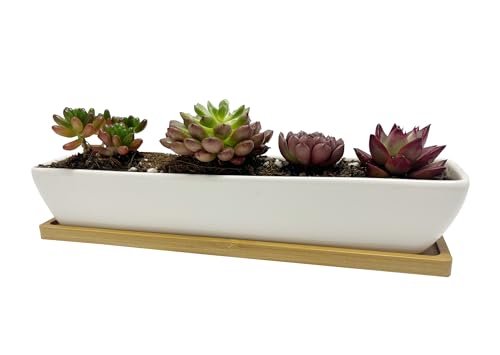 SeaStar Long Rectangular White Ceramic Succulent Planter Pot with Bamboo Tray,Perfect for displaying Succulent Arrangements on Desk, Window sill and Office Table. Plants not Included.