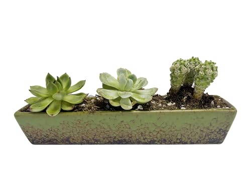 9.8inch Green Long Rectangle Ceramic Succulent Planter Pot,one Set of Mini Flower Plant Container with Bamboo Saucers. Product Size:9.8x2.35x1.77inch,not Include The Plant. - color: Green