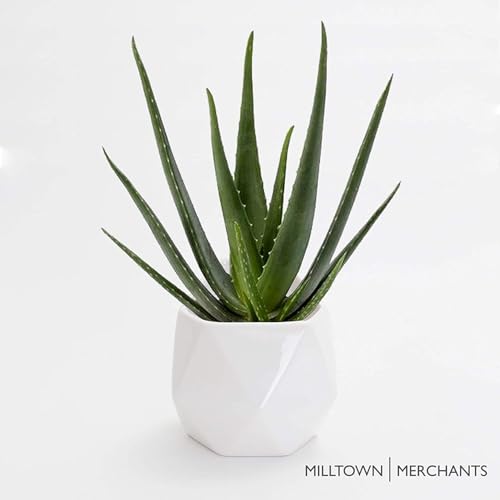 Succulent Wall Planters - Wall Vases - White Ceramic Wall Mounted Planters - Succulent Plant Pots - Hanging Vases for Living Wall (2 Pack/Geometric/White) - color: Geometric (White)