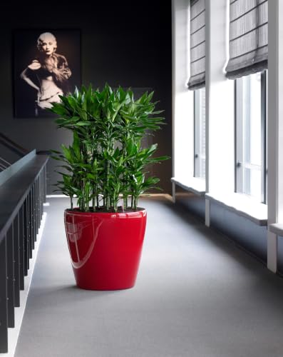 Lechuza Classico LS 35 Scarlet Red High Gloss, Self-Watering Round Planter, D13.8 H13 in - color: Red High-gloss, size: D35 H33 cm