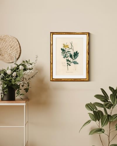 InSimSea Gold Bamboo Framed Wall Art,Kitchen Herbs Botanical Prints,11x14In - color: Herb Chelidonium Majus