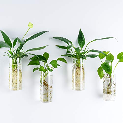Kingbuy Short Cylinder Wall Planter 4 Pack, Clear Glass Hydroponic Tubes - color: Short Cylinder