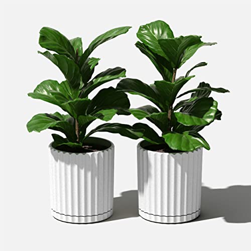 Veradek Demi Series Demi 6" Planter w/Tray - White, 2 Pack - color: White, size: 6 inch - 2 Pack