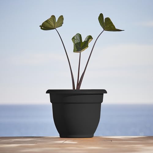 Bloem Ariana 10" Plastic Self-Watering Planter, Black, 4-Pack - color: Black, size: 10" (Pack of 4)
