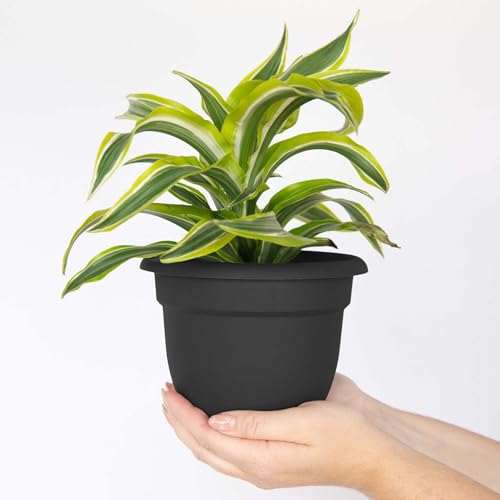 Bloem Ariana 6" Plastic Self-Watering Planter, Black, 4-Pack - color: Black, size: 6" (Pack of 4)