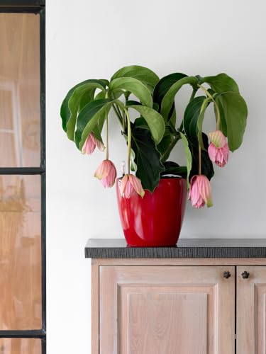 Lechuza Classico LS 28 Scarlet Red High Gloss, Self-Watering Round Planter, D11 H10.2 in - color: Red High-gloss, size: D28 H26 cm