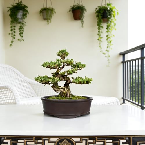 MUZHI Unglazed Natural Clay Bonsai Pot with Drip Tray, Oval Vintage Bonsai Tree Planter with Drainage for Bonsai Training Succulent Arrangement (Oval) - style: Simple Oval