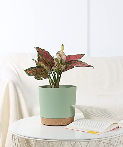 kubvici Indoor Plant Pots Set of 2 Planters 8 inch Plastic Planter with Hole & Saucer Modern Decorative for Outdoor Garden Home (Green, 8 inch) - color: Green, size: 8 inch