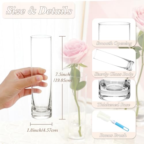 TBWIND 12pcs 7.5 Inch Clear Glass Cylinder Bud Vases for Centerpieces