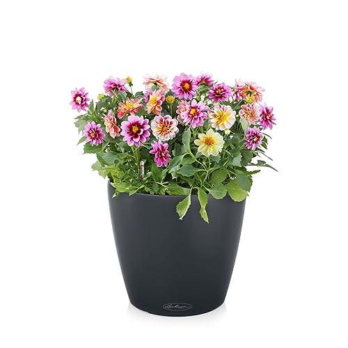 Lechuza Classico Color 21 Slate, Self-Watering Small Round Planter, D8.3 H7.9 in - color: Slate Matte, style: 21