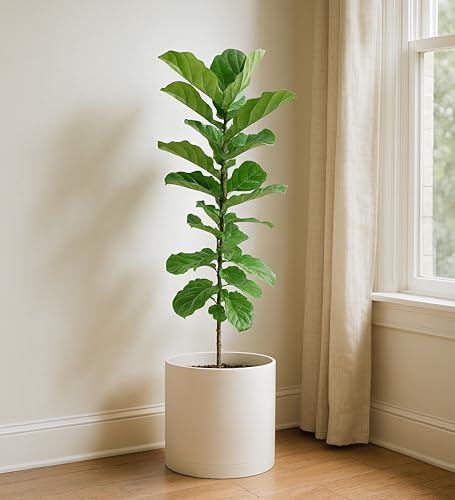 D'vine Dev Plastic Planter Pot with Saucer, 12 in, Oatmeal, 74-X-H-3 - color: Oatmeal, size: 12 Inch