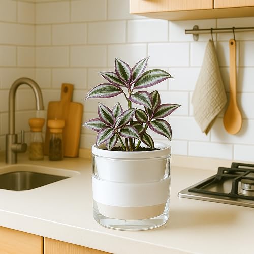 D'vine Dev Self-Watering White Terracotta Planter Pot, 6 in, 37-X-B-2 - color: White, size: 6 Inch