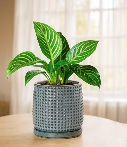 D'vine Dev Beaded Ceramic Pot with Saucer, 6 in, Graphite Blue, 27-C-X-9 - color: Graphite Blue, size: 5.8 Inch