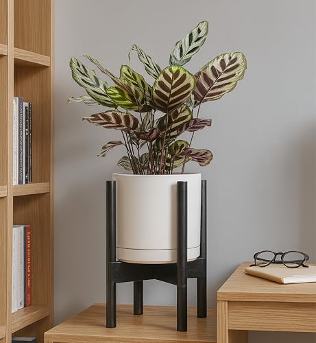 D'vine Dev Ceramic Pot with Ebony Wood Stand, Oatmeal, 8 in, 55-B-M-8 - color: Oatmeal Pot + Ebony Stand, size: 8 Inch