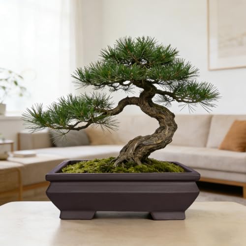 MUZHI Unglazed Ceramic Bonsai Pot with Drainage Tray, Rectangle Vintage Brown Bonsai Planter with 4 Raised Feet for Juniper Maple, Succulent Planter Pot with Drip Tray (Elegant Rectangle) - style: Elegant Rectangle