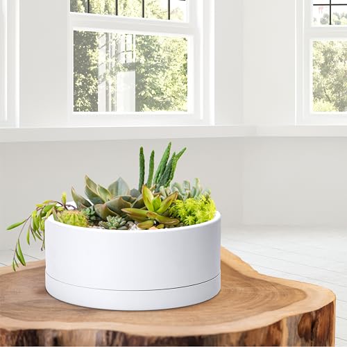 D'vine Dev 10 in Shallow Round Succulent Planter, White, 76-Z-A-2 - color: White, size: 10 Inch