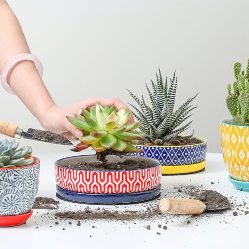 Selamica Ceramic Succulent Pots, Shallow Succulent Planters with Drainage Hole & Saucer, Indoor Plant Pots for Cactus, Home Decor,Assorted Colors,6 inch,Set of 4 - color: Assorted Colors, size: 6 inch