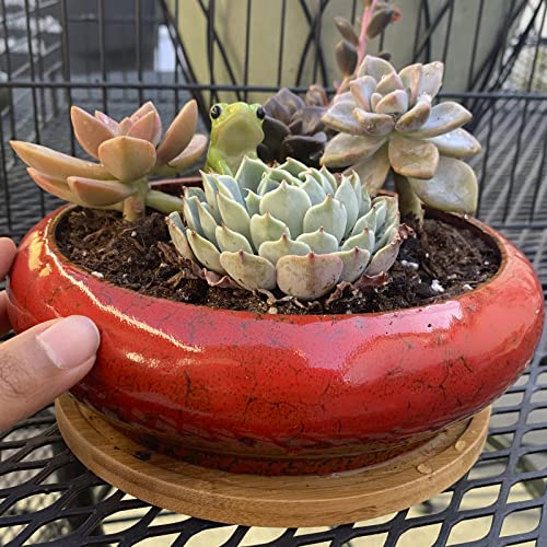 Succulent Pots, 1 Rectangle Planter + 1 Ceramic Bonsai Pots with Drain Tray - color: Red