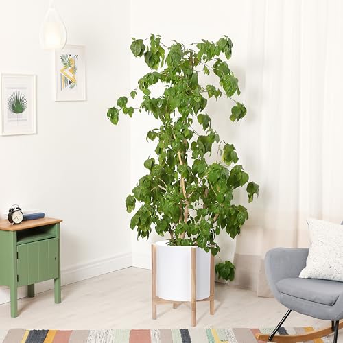 D'vine Dev Plastic Pot with Natural Wood Stand, White, 14 in, 55-C-S-1 - color: Matte White Pot + Natural Stand, size: 14 Inch