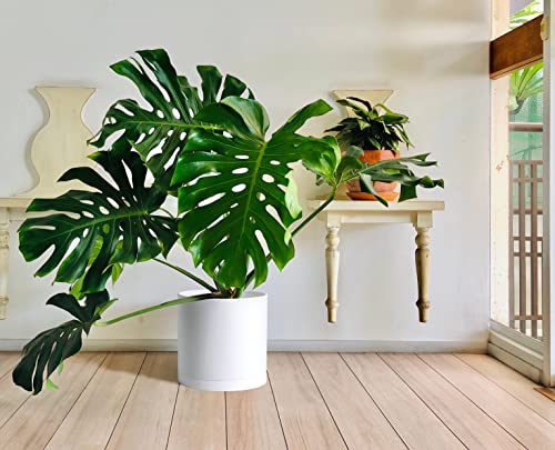 D'vine Dev Plastic Planter Pot with Saucer, 14 in, White, 74-X-A-4 - color: Matte White, size: 14 Inch