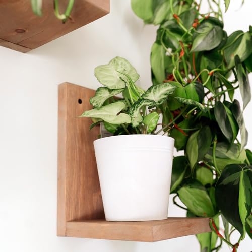 Daniel's Plants 3-Pack Mid-Century Modern L-Shaped Floating Shelves | Solid Wood Plant Ledge | Wall Mounted Shelf Kit (Prairie Sand) - color: Prairie Sand