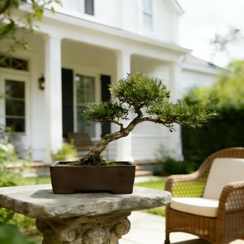 MUZHI Unglazed Zisha Bonsai Pot with Humidity Tray, Rectangle Bonsai Tree Planter with Drainage for Ficus, Succulent etc. (Classic Rectangle) - style: Classic Rectangle