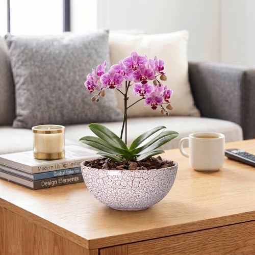 Bonsai Planter, 8 Inch Ceramic Succulents Planters, Texture Red - color: Texture Red-1, size: 8 Inch