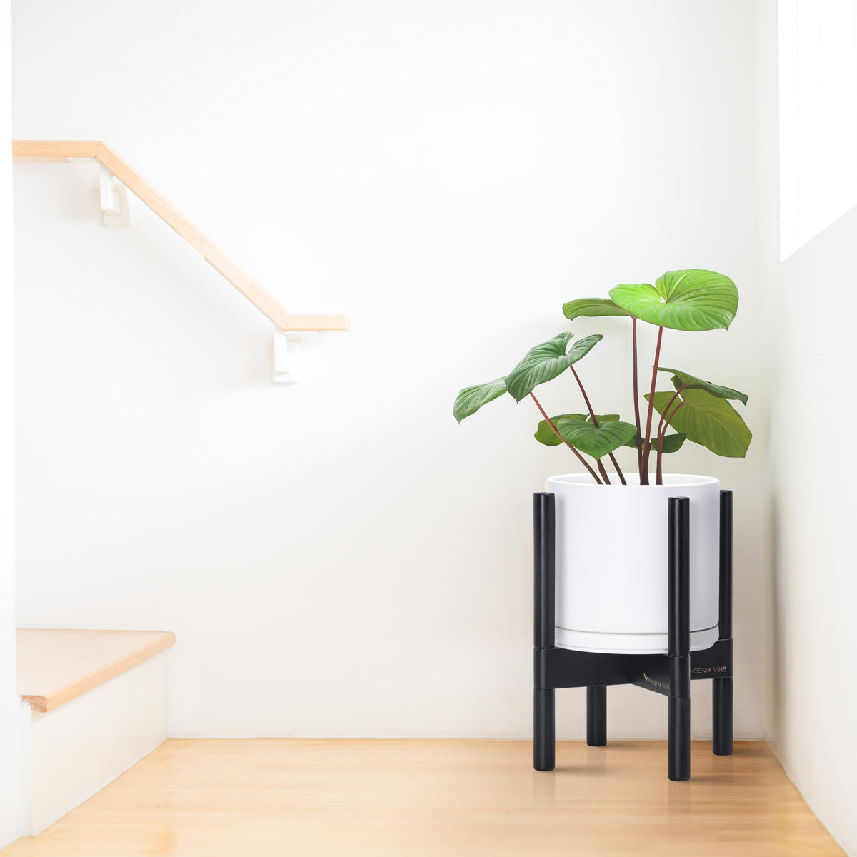 D'vine Dev Ceramic Pot with Ebony Wood Stand, White, 8 in, 55-B-M-1 - color: White Pot + Ebony Stand, size: 8 Inch