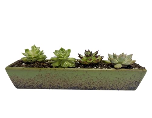9.8inch Green Long Rectangle Ceramic Succulent Planter Pot,one Set of Mini Flower Plant Container with Bamboo Saucers. Product Size:9.8x2.35x1.77inch,not Include The Plant. - color: Green