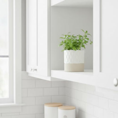 Nihow Self Watering Ceramic Plant Pot, 4.5 Inch, Cream White & Brown Net - color: Cream White & Brown Net, size: 4.5" Self Watering