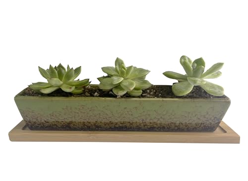9.8inch Green Long Rectangle Ceramic Succulent Planter Pot,one Set of Mini Flower Plant Container with Bamboo Saucers. Product Size:9.8x2.35x1.77inch,not Include The Plant. - color: Green