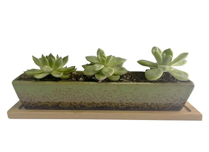9.8inch Green Long Rectangle Ceramic Succulent Planter Pot,one Set of Mini Flower Plant Container with Bamboo Saucers. Product Size:9.8x2.35x1.77inch,not Include The Plant. - color: Green