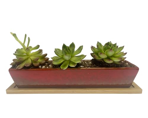 Ceramic Succulent Planter Pot, 9.8inch Long red Rectangle with Bamboo Saucer,for Indoor,Outdoor,Home Garden Decor. (Red) - color: Red