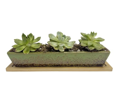 9.8inch Green Long Rectangle Ceramic Succulent Planter Pot,one Set of Mini Flower Plant Container with Bamboo Saucers. Product Size:9.8x2.35x1.77inch,not Include The Plant. - color: Green