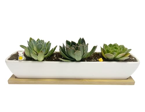 SeaStar Long Rectangular White Ceramic Succulent Planter Pot with Bamboo Tray,Perfect for displaying Succulent Arrangements on Desk, Window sill and Office Table. Plants not Included.