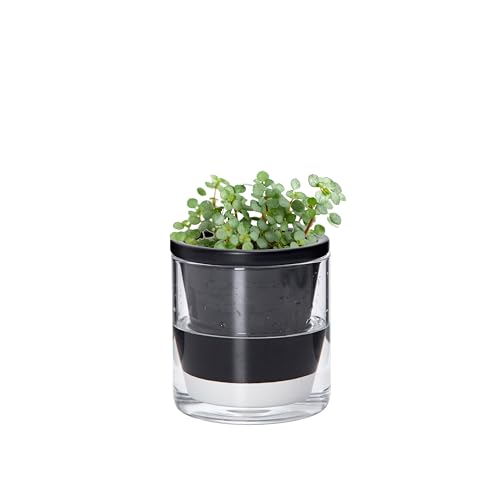 D'vine Dev Self-Watering Black Terracotta Planter Pot, 4 in, 37-X-A-3 - color: Black, size: 4 Inch