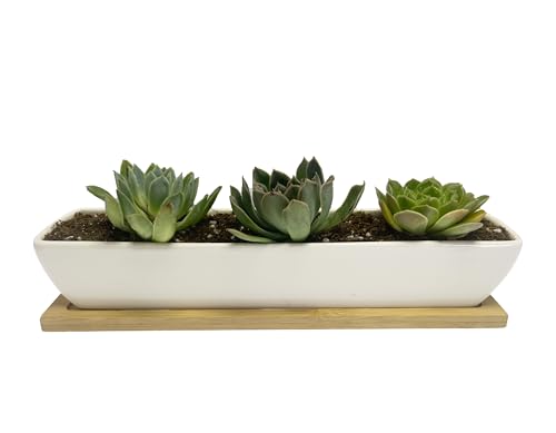 SeaStar Long Rectangular White Ceramic Succulent Planter Pot with Bamboo Tray,Perfect for displaying Succulent Arrangements on Desk, Window sill and Office Table. Plants not Included.