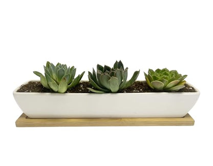 SeaStar Long Rectangular White Ceramic Succulent Planter Pot with Bamboo Tray,Perfect for displaying Succulent Arrangements on Desk, Window sill and Office Table. Plants not Included.