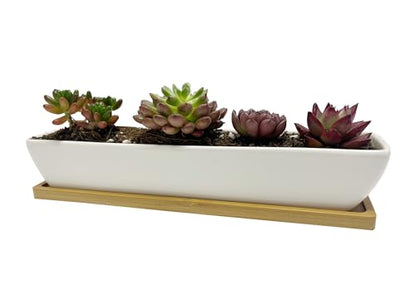 SeaStar Long Rectangular White Ceramic Succulent Planter Pot with Bamboo Tray,Perfect for displaying Succulent Arrangements on Desk, Window sill and Office Table. Plants not Included.