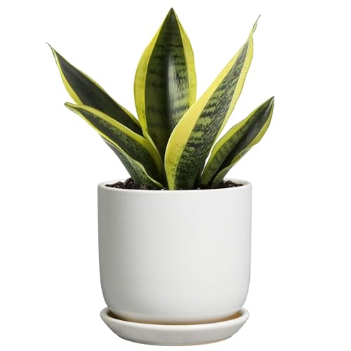 Indoor Plant Pot 5 Inch - Round Ceramic Planter for Succulent Plants with Drainage Hole and Saucer, Modern Home Decor, White - color: Gloss White, size: 5.3 Inch
