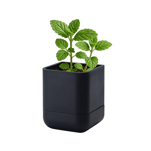 Phoenix Vine 3.5 Inch Wall Mounted Self-Watering Planter Pot for Indoor Houseplants and Herbs | Hanging Planter for Window Sills, Bathroom Walls, Home & Office Décor, Black, Set of 1, 01-A-E-1 - color: Black, size: 3.5" (1 Pack)