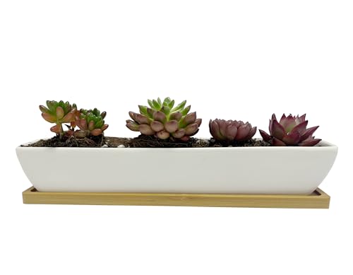 SeaStar Long Rectangular White Ceramic Succulent Planter Pot with Bamboo Tray,Perfect for displaying Succulent Arrangements on Desk, Window sill and Office Table. Plants not Included.