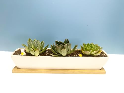 SeaStar Long Rectangular White Ceramic Succulent Planter Pot with Bamboo Tray,Perfect for displaying Succulent Arrangements on Desk, Window sill and Office Table. Plants not Included.