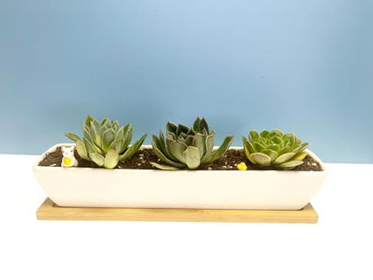 SeaStar Long Rectangular White Ceramic Succulent Planter Pot with Bamboo Tray,Perfect for displaying Succulent Arrangements on Desk, Window sill and Office Table. Plants not Included.