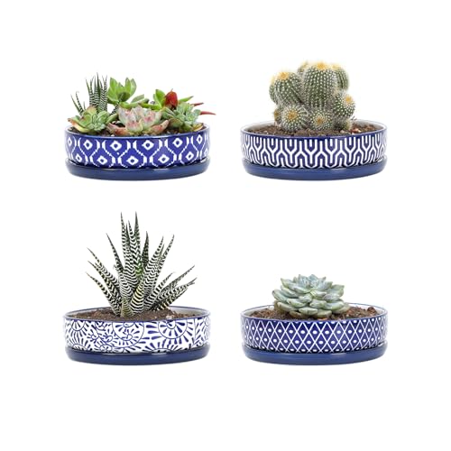 Selamica Ceramic Succulent Pots, Shallow Succulent Planters with Drainage Hole & Saucer, Indoor Plant Pots for Cactus, Home Decor，Vintage Blue,6 inch - color: Vintage Blue, size: 6 inch