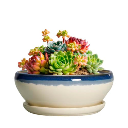 SQOWL Succulent Pots 6 Inch, Ceramic Bonsai Pots with Saucer, Blue-Beige - color: Blue-beige, size: 6 Inch