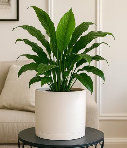 D'vine Dev Plastic Planter Pot with Saucer, 8 in, Oatmeal, 74-X-H-1 - color: Oatmeal, size: 8 Inch